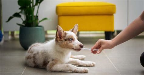 apralyte for dogs|Common Medications You May Be Considering For Your Dog.